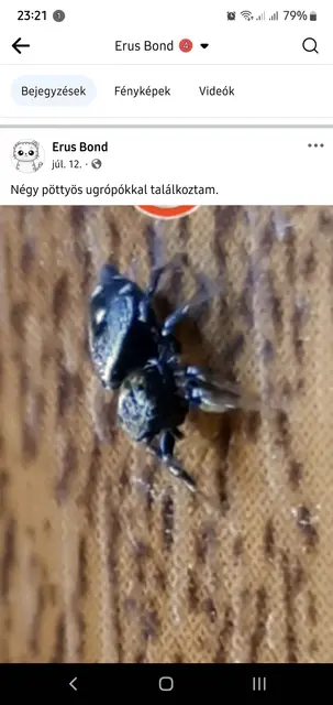 Heliophanus