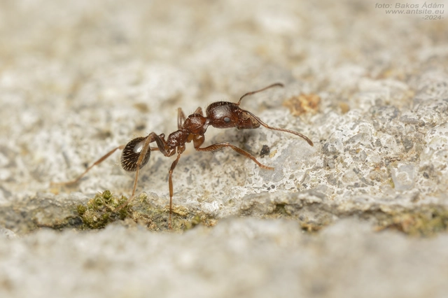 Messor structor - maggyűjtőhangya