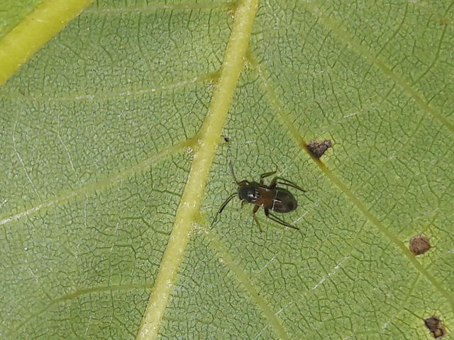 Pilophorus Pilophorus