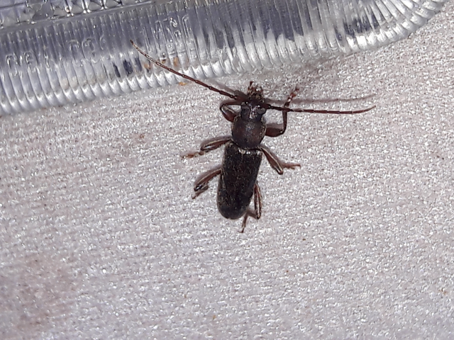 Trichoferus campestris - szállóvendég éjicincér