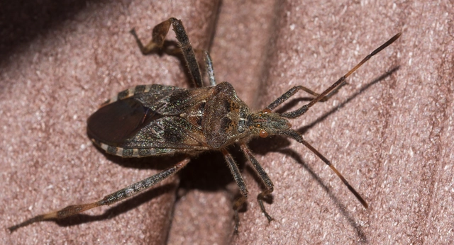Leptoglossus occidentalis - nyugati levéllábú poloska Leptoglossus occidentalis - nyugati levéllábú poloska