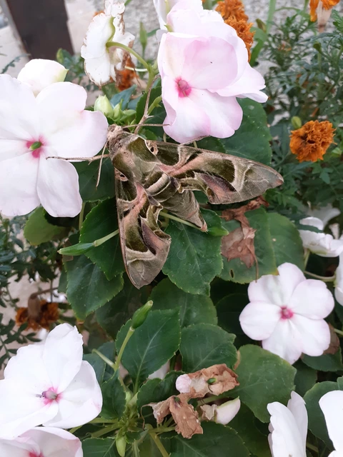Daphnis nerii - oleanderszender
