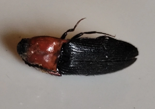 Ischnodes sanguinicollis - éknyakú pattanó