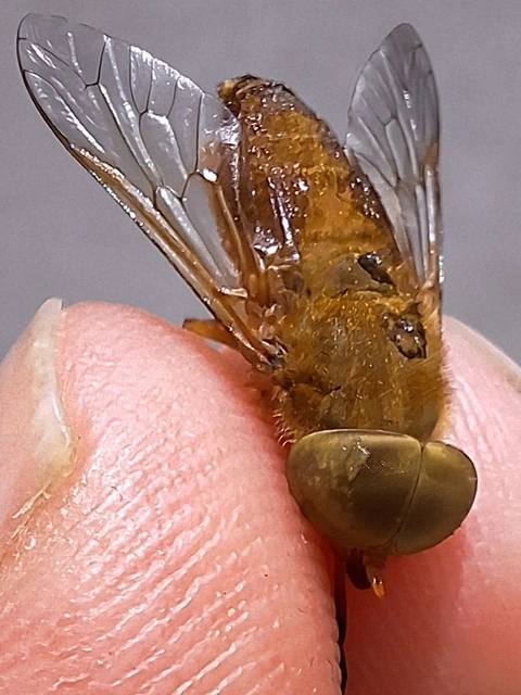 Atylotus fulvus