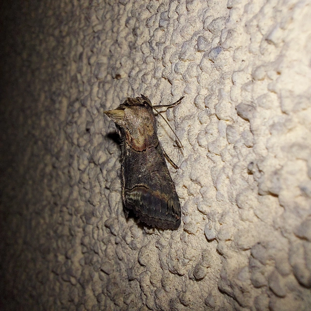 Abrostola triplasia - közönséges csalánbagoly