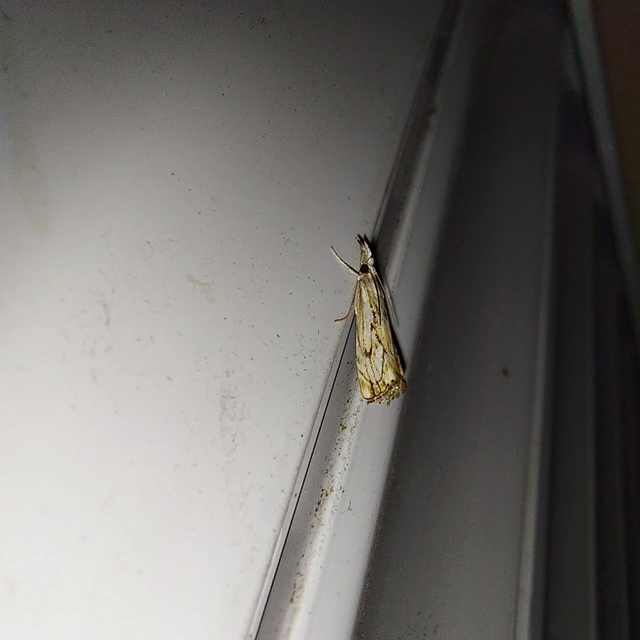 Catoptria falsella - hálós fűgyökérmoly