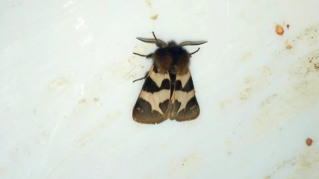 Watsonarctia deserta - tarka medvelepke