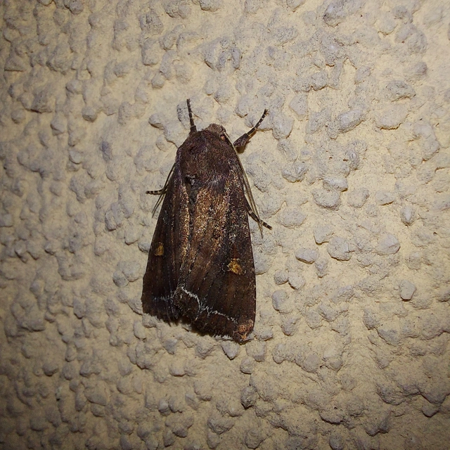 Lacanobia oleracea - saláta-kertibagoly