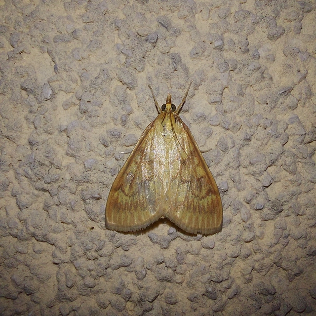 Ostrinia nubilalis - kukoricamoly