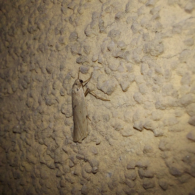Pelosia muscerda - hamvas zuzmószövő