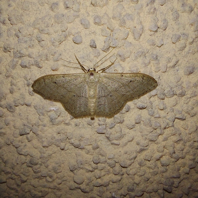 Idaea straminata - szalmasárga sávosaraszoló