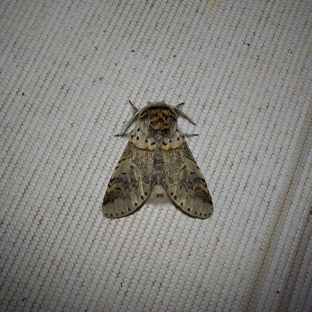 Furcula furcula - szürke púposszövő