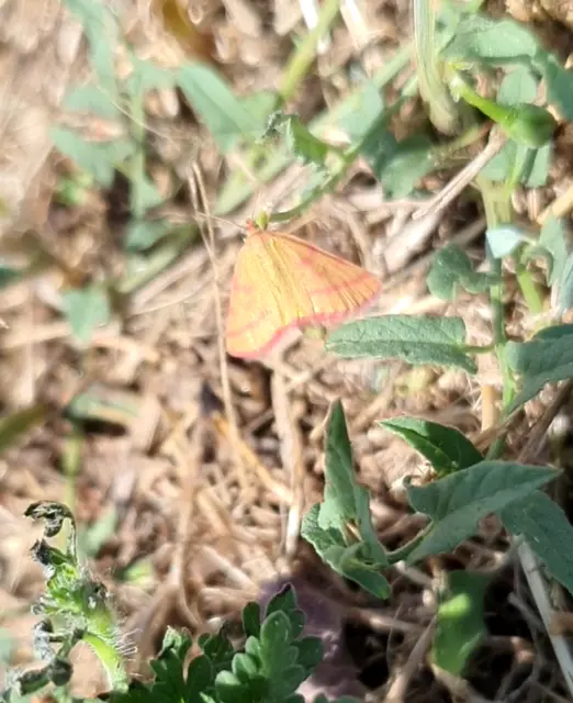Lythria purpuraria - bíborsávos araszoló