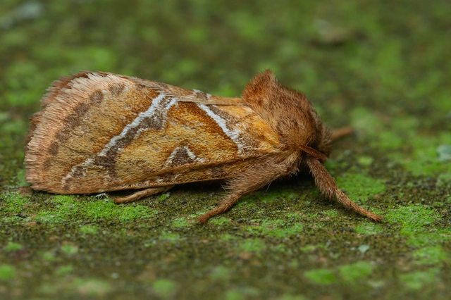 Triodia sylvina - kis gyökérrágólepke