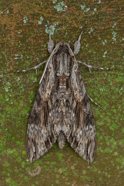 Agrius convolvuli - szulákszender