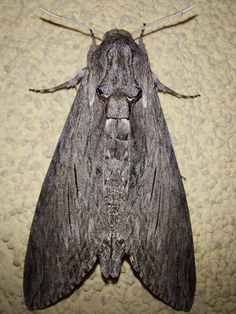 Agrius convolvuli - szulákszender