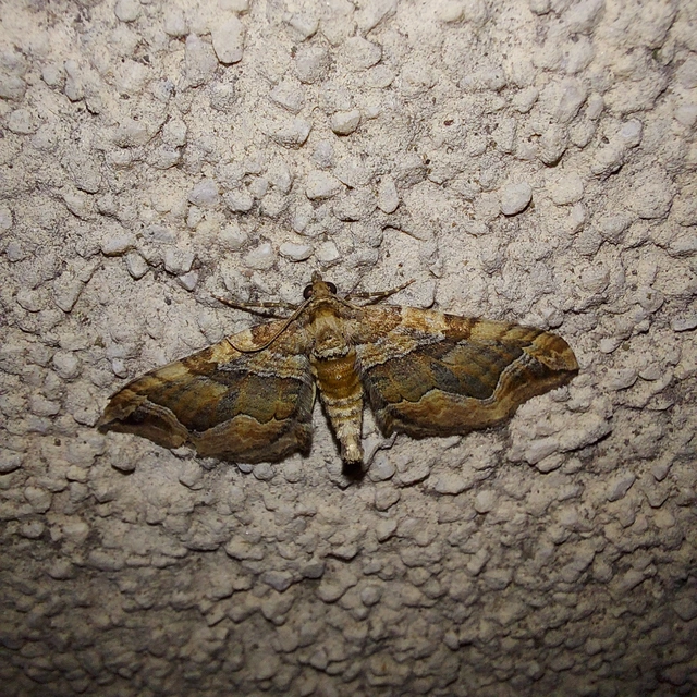 Pelurga comitata - nagy tarkaaraszoló