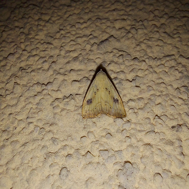 Rivula sericealis - selymes lórombagoly