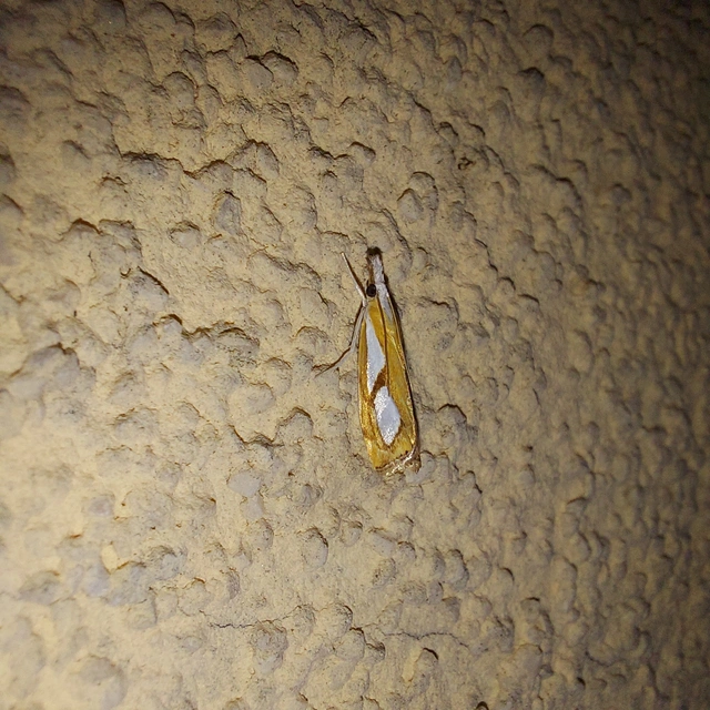 Catoptria