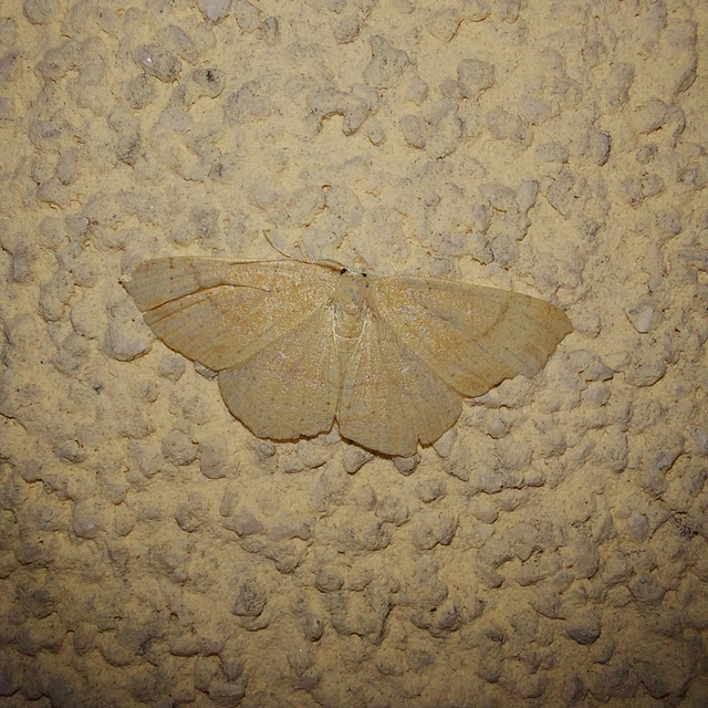 Cyclophora ruficiliaria - vörösrojtú pettyesaraszoló