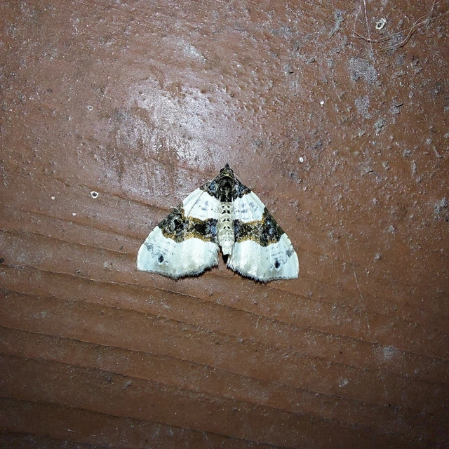 Cosmorhoe ocellata - szemes galajaraszoló