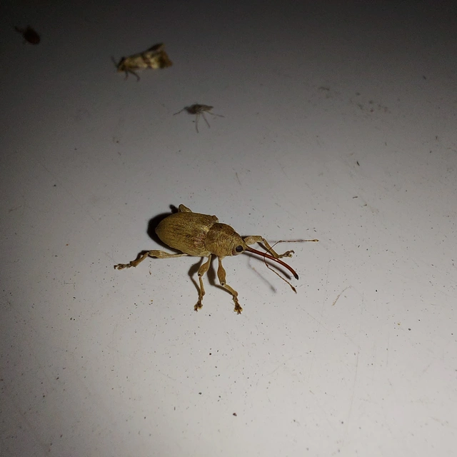Curculio propinquus - halvány zsuzsóka