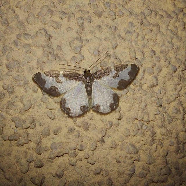 Lomaspilis marginata - szegélyes nyárfaaraszoló