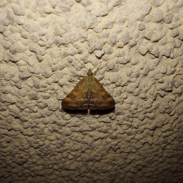 Pyrausta despicata - réti bíbormoly