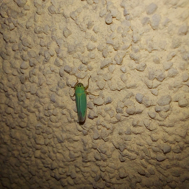 Cicadella viridis - méregzöld kabóca