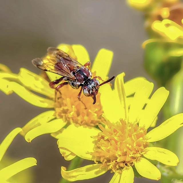 Pasites maculatus