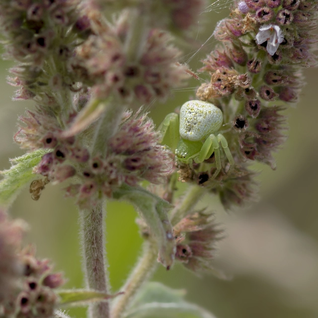 Ebrechtella tricuspidata - alakoskodó karolópók