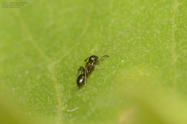 Colobopsis truncata - kapushangya