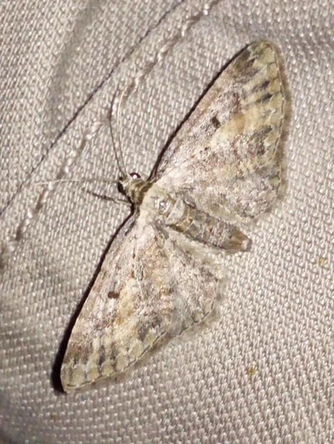 Eupithecia icterata - rozsdafoltos törpearaszoló
