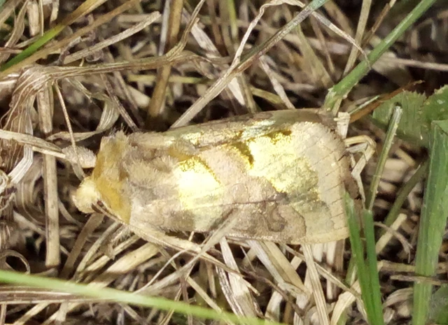 Diachrysia chrysitis - aranybagoly