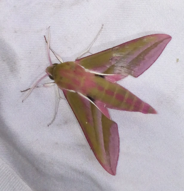 Deilephila elpenor - szőlőszender
