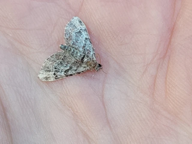 Gymnoscelis rufifasciata - vöröscsíkos törpearaszoló