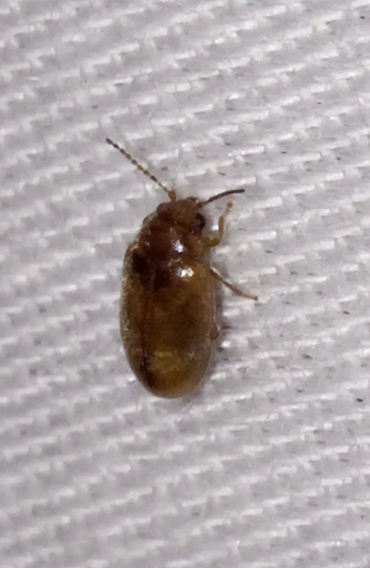 Scirtidae - rétbogárfélék