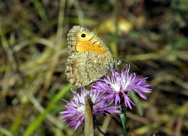 Arethusana arethusa - közönséges szemeslepke