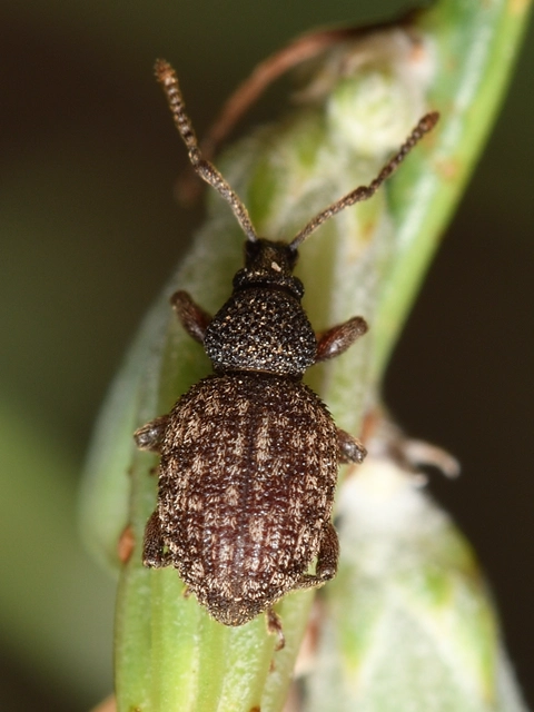 Otiorhynchus hystrix - sörtés gyalogormányos