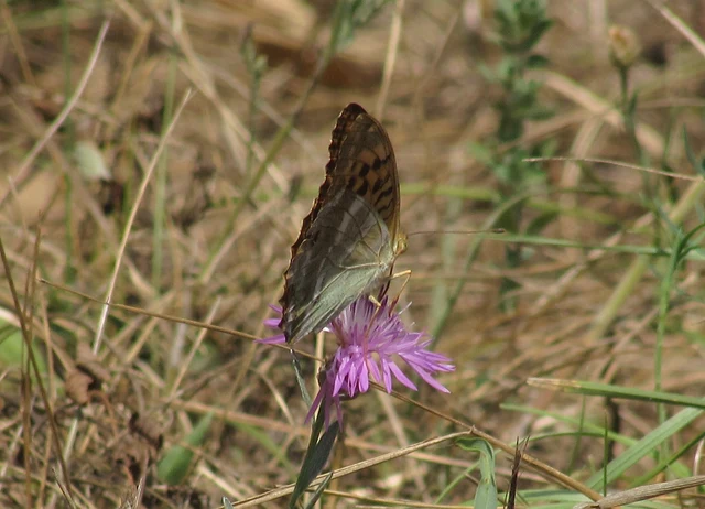 Argynnis paphia - nagy gyöngyházlepke