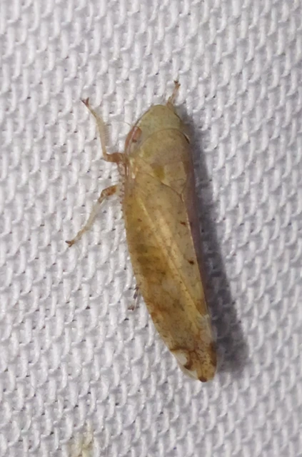 Fieberiella