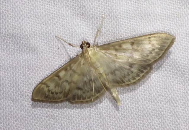 Patania ruralis - csalánevő tűzmoly