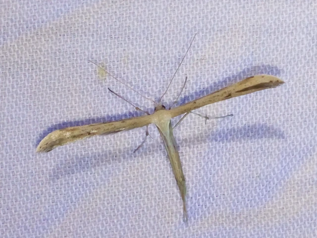 Pterophoridae - tollasmolyfélék