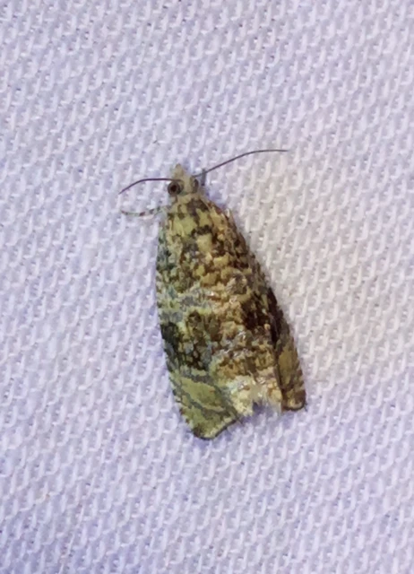 Celypha lacunana - vízparti tükrösmoly