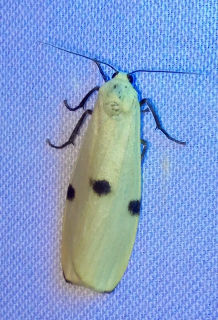 Lithosia quadra - négypettyes zuzmószövő