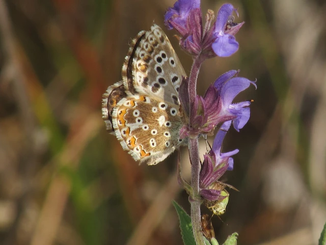 Polyommatus coridon - ezüstkék boglárka