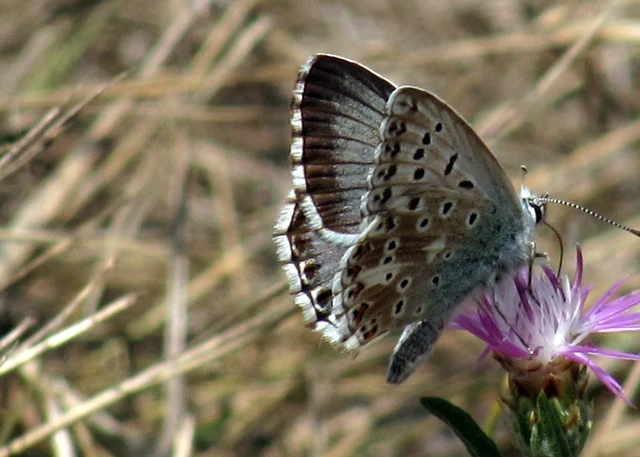 Polyommatus coridon - ezüstkék boglárka