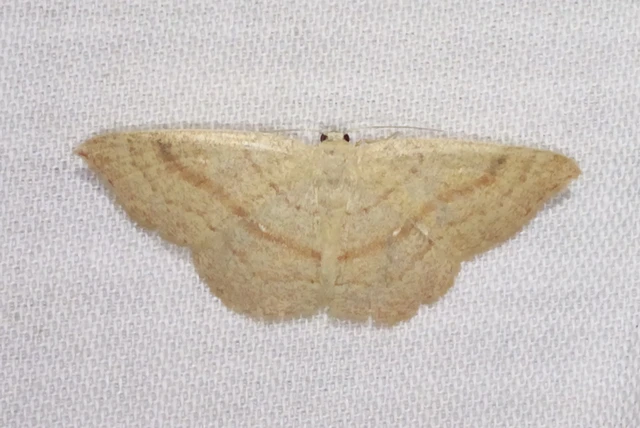 Cyclophora linearia - vonalas pettyesaraszoló