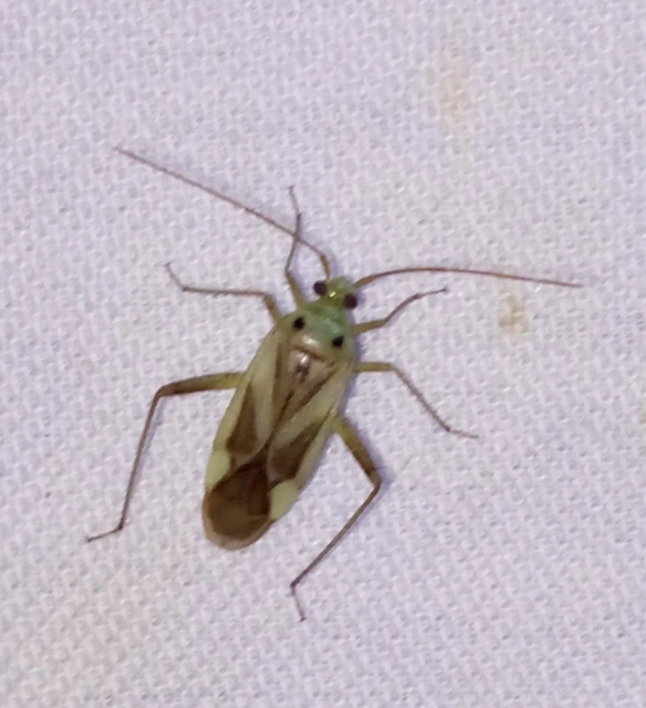 Adelphocoris lineolatus - lucernapoloska