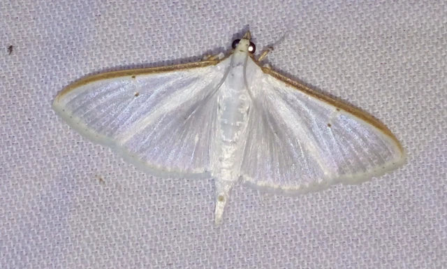 Palpita vitrealis - hófehér tűzmoly